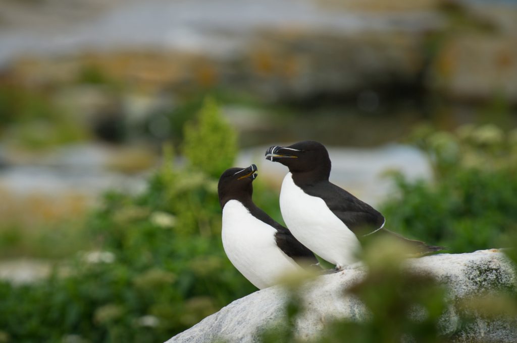 A pair of Razorbill birds on a rock on Machias Seal Island